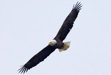 Bald Eagle, Shelley Lake