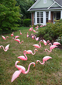 Flamingo Infestation