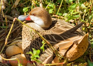 The white-cheeked pintail, also known as the Bahama pintail or summer duck, is found in South America, the Galapagos Islands and in the Caribbean. 