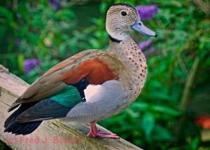 Both the male and female ringed teal, a small duck of South American forests, remain colorful all year. 