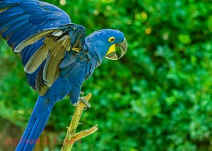 The hyacinth macaw or hyacinthine macaw, is the largest macaw and largest flying parrot species and is found in eastern and central South America. Endangered because of declining habit and trappings for the pet trade.
