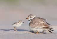 Piping Plovers photo by Michael Milicia