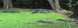 American Alligators at Lake Waccamaw
