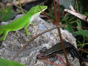 Green Anole and Southeastern Five-lined Skink