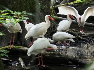 White Ibis were among the most abundant bird species on this year's Wildathon.