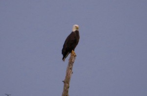 Bald Eagle at McKinney Lake Fish Hatchery
