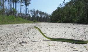 Rough Green Snake on a Brunswick County backroad.