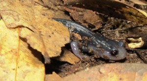 Atlantic Coast Slimy Salamander at Carolina Beach, NC