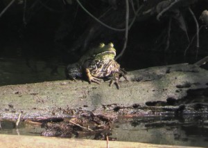 American Bullfrog at White Marsh, NC
