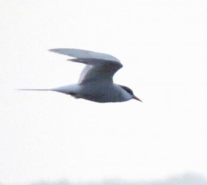 Arctic Tern - a rare find at Lake Waccamaw, NC