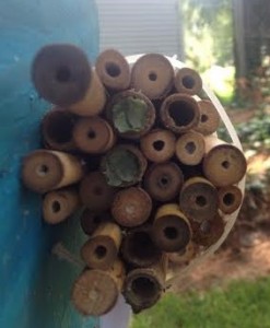 A bundle of bamboo with leaf-cutter bees nesting (in the cavities with leaves in them).
