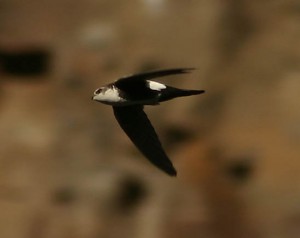 White-throated Swift photo by Michael Woodruff