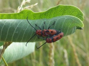 Red Milkweed Beetles. Photo by Bryan England