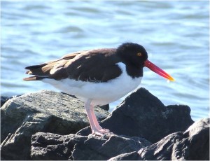 American Oystercatcher at Oregon Inlet