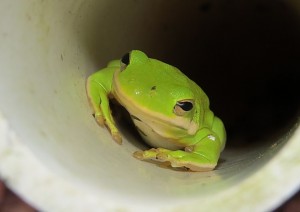 Green Treefrog finds refuge in a PVC pipe at Nags Head Woods