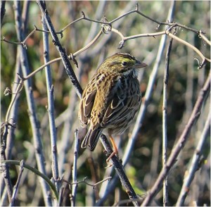Savannah Sparrow at Pea Island NWR