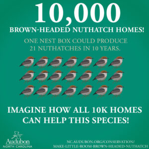 Infographic showing 21 Brown-headed Nuthatches and text about the 10,000 nest box initiative. Text reads: 10,000 Brown-headed Nuthatch homes! One nest box could produce 21 Nuthatches in 10 years. Imagine how all 10k homes could help this species!