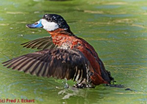 Ruddy Duck at Sylvan Heights Bird Park. Photo by Fred Eckert
