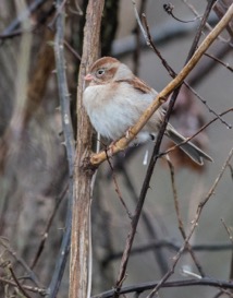 Field Sparrow at Mid Pines Road. Photo by Bob Oberfelder