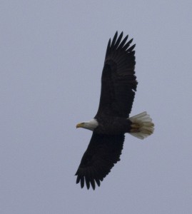 Bald Eagle at Shelley Lake