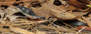 Tuesday, 9:20 a.m. A Black Racer checks in—the first of six we would see during the 24 hours.
