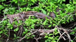 Tuesday, 6:34 p.m. “Snakes hang thick from the cypress trees, like sausages on a smokehouse wall.” Brown Water Snakes were our most numerous snake species this year; this lady at White Marsh had several eager suitors.