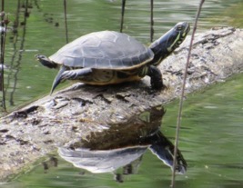 Tuesday, 9:43 a.m. The Chicken Turtle is an oddball creature in many ways. Uncommon in NC, it is seldom seen—let alone seen basking. But this was a very lucky Wildathon.