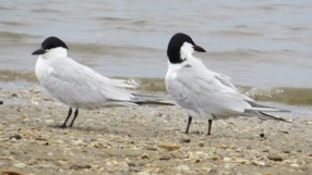 Tuesday, 2:10 p.m. Gull-billed Terns at Ft. Fisher. Not always an easy species to see in NC.