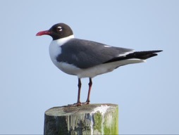 Tuesday, 8:24 a.m. Laughing Gulls were among the most abundant bird species on this year’s Wildathon.