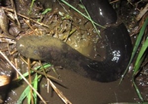Wednesday, 4:08 a.m. Minnow traps yielded a Two-toed Amphiuma. This unique, eel-like salamander is North America’s longest amphibian and supposedly has the largest red blood cells of any animal.