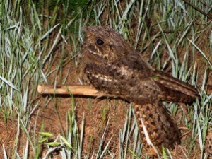 Wednesday, 3:02 a.m. Sneaking up on nightjars is a fun way to stay awake in the wee hours. Much more often heard than seen, Chuck-Will’s-Widows have shown up on all of our Wildathons to date.