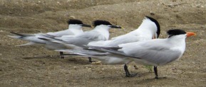 Tuesday, 1:28 p.m. Royal and Sandwich were among the six tern species we saw at Ft. Fisher.