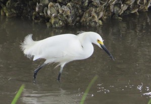 Tuesday, 3:40 p.m. A Snowy Egret at the Ft. Fisher ferry dock.