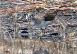 Tuesday, 9:40 a.m. A species we don’t often get on Wildathons, this Solitary Sandpiper at Lily Pond was a good find.
