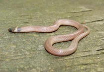 Tuesday, 8:46-8:49 a.m. The first snakes to make the list were the Southeastern Crowned Snake and Red-bellied Snake—two of NC’s tiniest snake species. Neither is particularly easy to find, but this year we were lucky enough to see four crowned snakes and two redbellies.