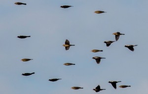 Bobolink flock in flight at Mid Pines Road, Raleigh. Photo by Bob Oberfelder