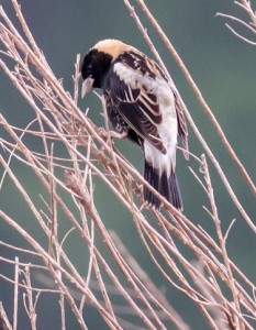 Male Bobolink at Mid Pines Road in Raleigh, May 2016. Photo by Bob Oberfelder
