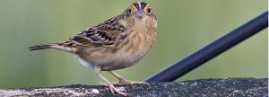 Grasshopper Sparrow at Mid Pines Road, Wake County.