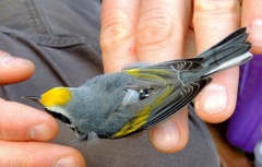 A male Golden-winged Warbler wearing a geolocator.
