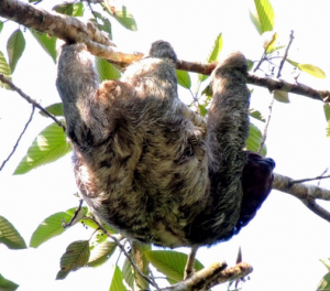 Sloth at Finca Esperanza Verde