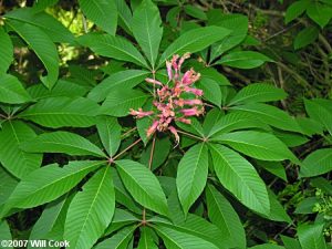 Aesculus pavia - photo by Will Cook