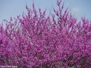 Cercis canadensis - photo by Will Cook