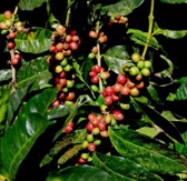 Coffee bush with cherries at different stages of ripening