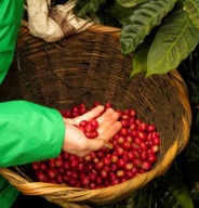 Coffee cherries picked when ripe