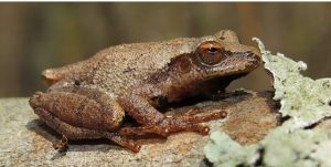 More often seen than heard, the Spring Peeper (Pseudacris crucifer) is common throughout North Carolina. Although it can breed in some permanent waters, it prefers ephemeral wetlands. Photo by Jeff Beane.