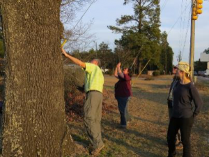 A quick side stop to visit the World Champion Turkey Oak (Quercus laevis) along NC 211 in Moore County.