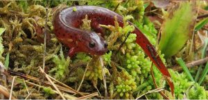 This Mud Salamander (Pseudotriton montanus), was the one amphibian species we encountered that does not use ephemeral ponds. It breeds in small streams and mucky seeps, and we found it in a pitcher plant seep. Photo by Jeff Beane.