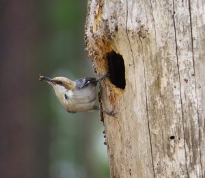 Any Wake Audubon trip is going to turn up birds. This Brown-headed Nuthatch (Sitta pusilla) was already busy feeding nestlings. Photo by Jeff Beane