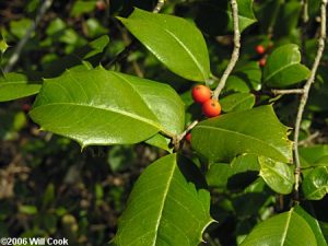 Ilex opaca, American Holly. Photo by Will Cook