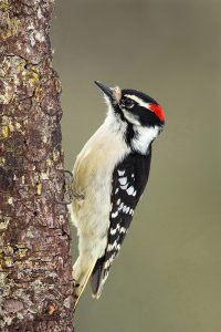 Downy Woodpecker, male. Photo by Keith Kennedy.